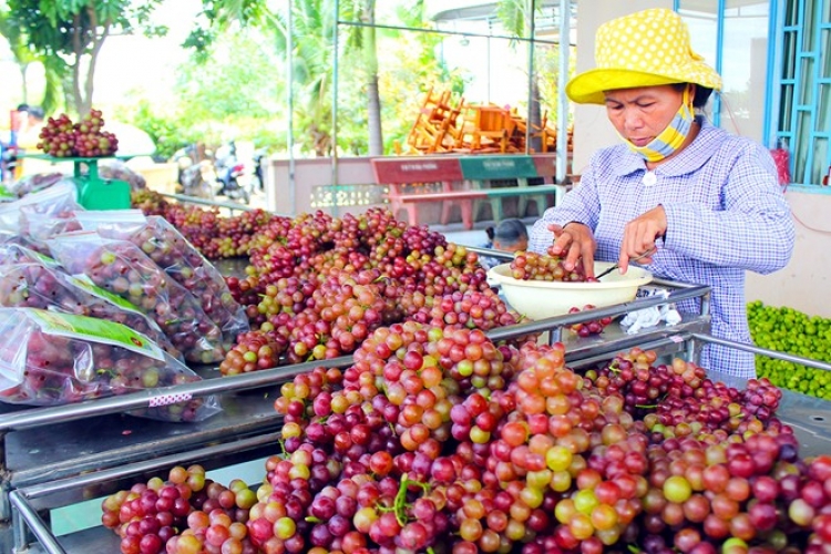 Visit Uncle Ba Moi&#039;s vineyard in Ninh Thuan