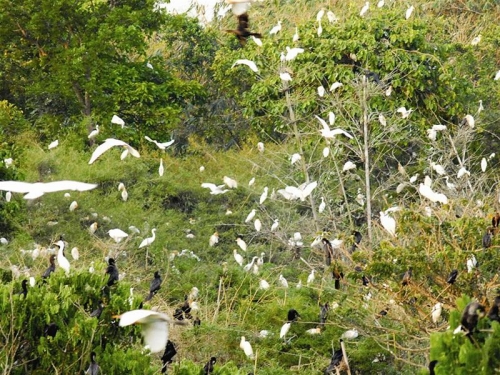 Ben Tre Viet Nam is famous for Vam Ho Bird Sanctuary
