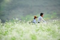 Ecstasy with the fields of napa cabbage flowers in Moc Chau