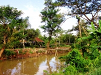 Experience in a hamlet in Mekong Delta