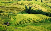 Mu Cang Chai, gold rice fields