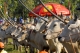 Spectacular Bull Race Festivall in the Mekong Delta