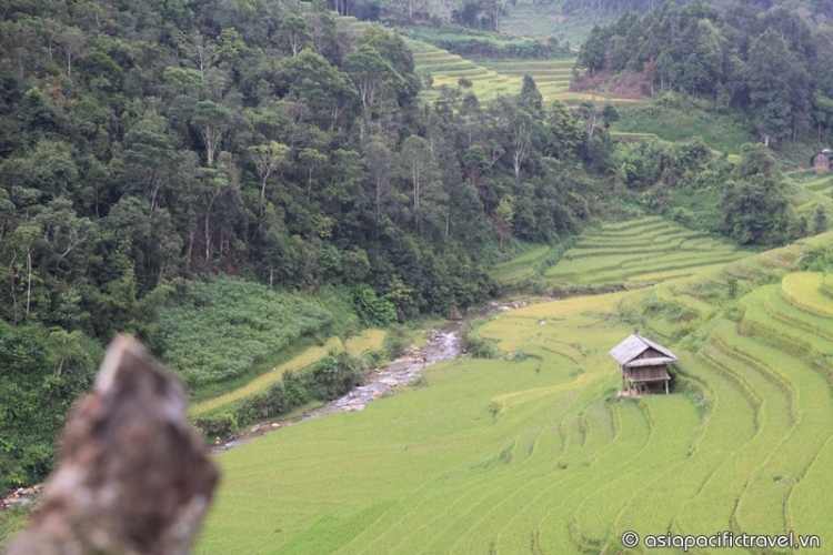 Viet Nam&#039;s rice terraces among world&#039;s ‘most surreal landscapes&#039;