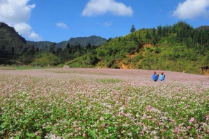 The first Buckwheat Flower Festival to be held in Ha Giang