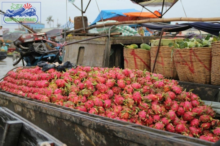 Mekong Delta orchards during harvest season