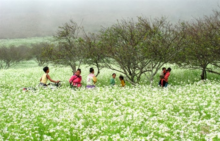 Flower seasons in Northern mountainous regions of Vietnam
