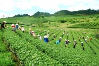 Tea plantations in Moc Chau (Son La province)