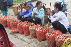 Bac Ha plum tree gardens attract visitor to Lao Cai