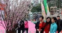 The 3rd Sakura Festival to be opened in Quang Ninh