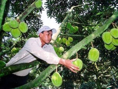 Cai Mon orchard- The cradle of fruit trees in South Vietnam