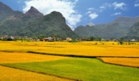 Bac Son valley - The breathtaking field in Northeast Vietnam